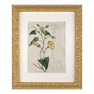 Early 19th Century English Hand Colored Floral Botanical Engraving by William Woodville For Sale