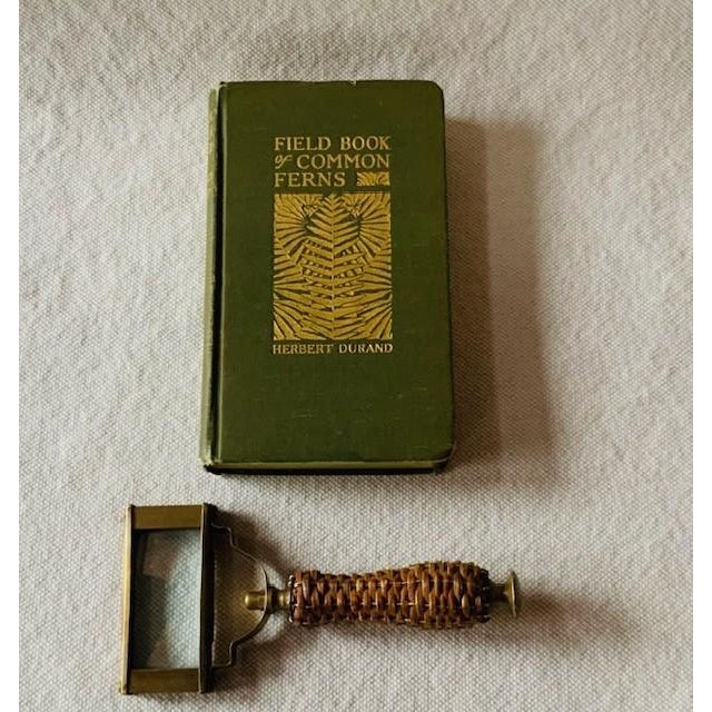 Antique Field Book of Common Ferns - 1928 First Edition For Sale - Image 11 of 14