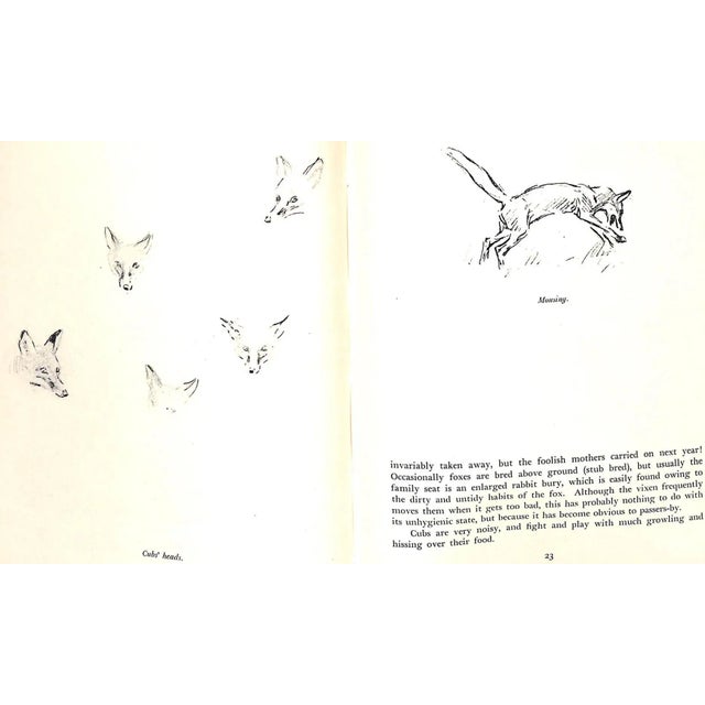 "The Fox" 1949 Edwards, Lionel For Sale In New York - Image 6 of 13