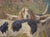 The Beginning of the Hunt, French Oil Painting by Marie Calves (1883-1957) For Sale - Image 10 of 18