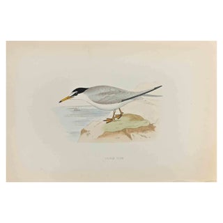 Alexander Francis Lydon, Lesser Tern, Woodcut Print, 1870 For Sale