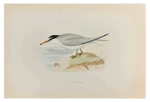 Alexander Francis Lydon, Lesser Tern, Woodcut Print, 1870