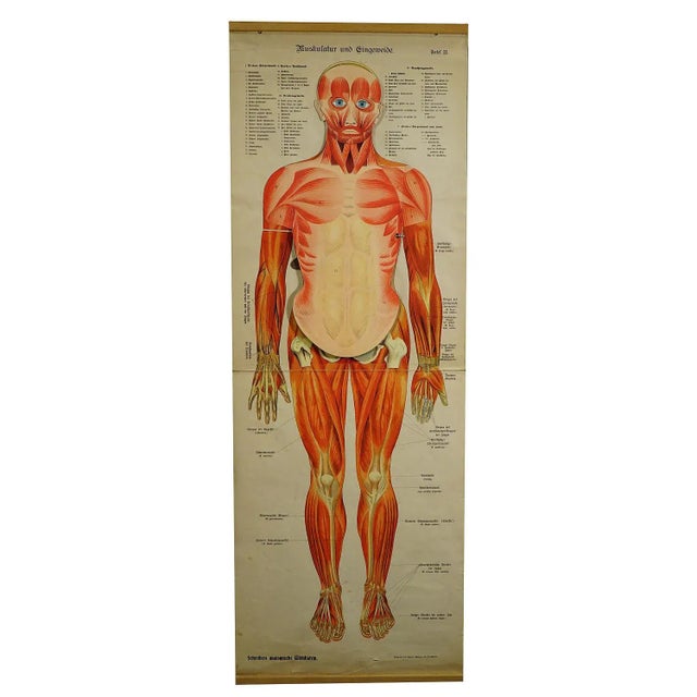 Antique Foldable Anatomical Wall Chart Depicting Human Musculature For Sale - Image 10 of 10