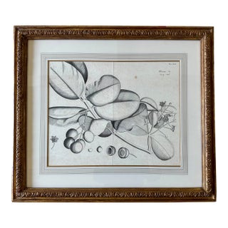 Dennis & Leen Botanical Print With Gilded Frame – DL-Art 38 For Sale