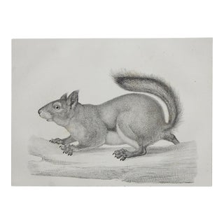Mid 19th Century Us Pacifc Railroad Squirrel Lithograph Book Plate For Sale