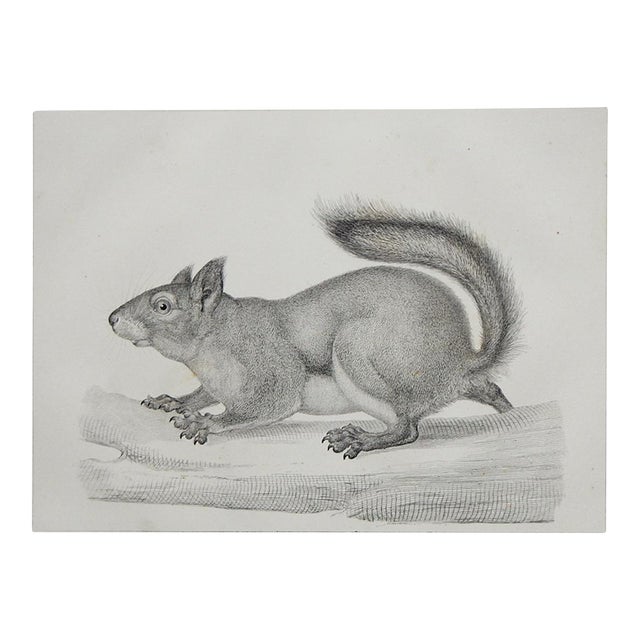 Mid 19th Century Us Pacifc Railroad Squirrel Lithograph Book Plate For Sale