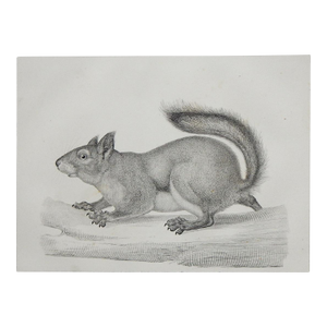 Mid 19th Century Us Pacifc Railroad Squirrel Lithograph Book Plate