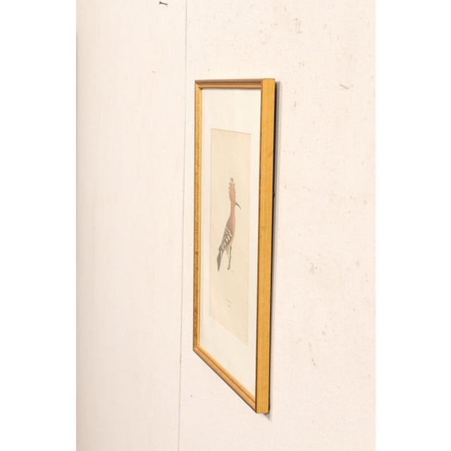 Early 20th Century Swedish Framed Hoopoe Lithograph, C. 1920 For Sale - Image 4 of 11