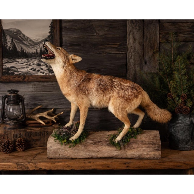Vintage Full-Body Howling Coyote Taxidermy on Handcrafted Woodland Display Base For Sale - Image 12 of 12