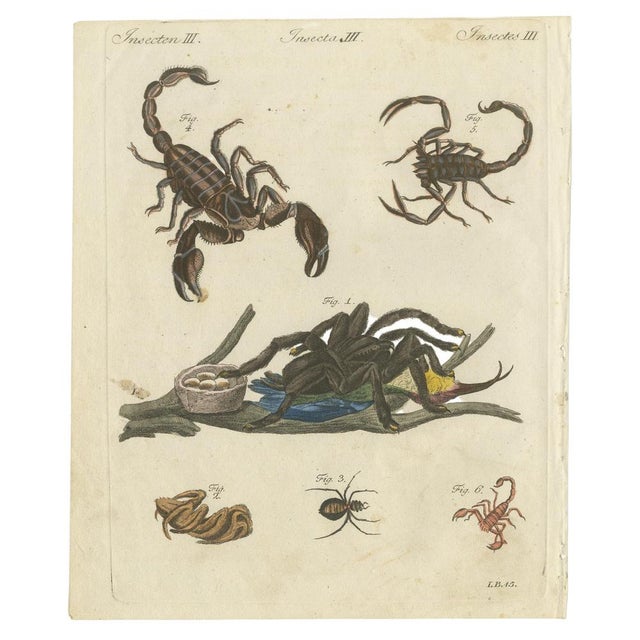 Original antique print of tarantula, spiders and scorpions by bertuch, c. 1790 original antique hand-colored copper...