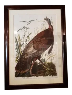 Audubon Havell Edition Pl. 1, Wild Turkey