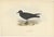 Gould, Bulwers Petrel, 1832, Paper For Sale