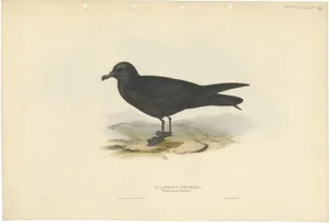 Gould, Bulwers Petrel, 1832, Paper