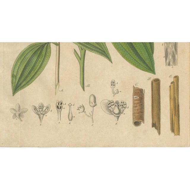 Laurus Cinnamomum and Cassia, 1800s, Paper For Sale - Image 5 of 10