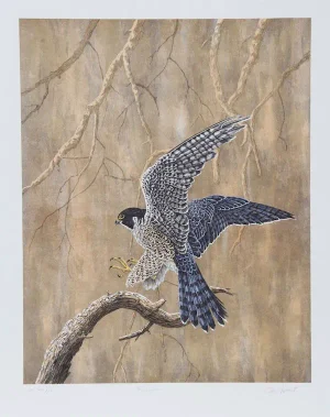 Chris Forrest, "Peregrine," Lithograph