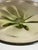 1940s Duncan & Miller Canterbury Uranium Bowl For Sale In Houston - Image 6 of 8