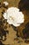 1882 Peonies Japanese Floral Fine Art Print by Shibata Zeshin - 8" X 12" For Sale