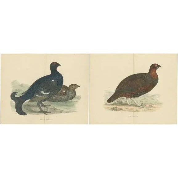 Set of 2 Illustrations of a Black Grouse and Red Grouse For Sale - Image 6 of 6