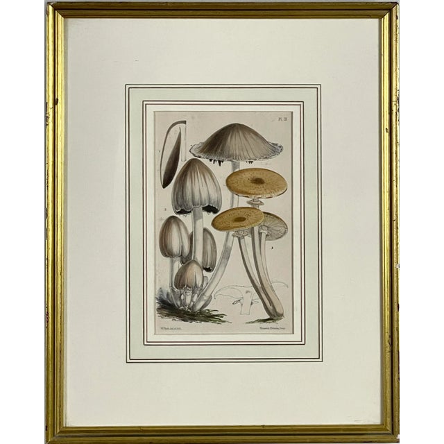 Illustration Mid 19th Century Hand Painted Mushroom Study Lithographs After Walter Fitch, Framed - a Pair For Sale - Image 3 of 10