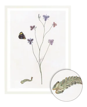Celerie Kemble Curated Australian Botanical II (16x20) in White Frame