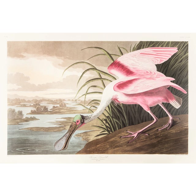 1980s The Abbeville Press Edition of the Roseate Spoonbill (Plate 321) From the Birds of America by John James Audubon For Sale