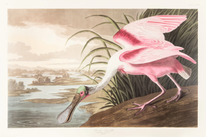 1980s The Abbeville Press Edition of the Roseate Spoonbill (Plate 321) From the Birds of America by John James Audubon