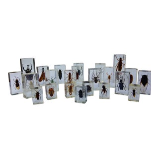 Large Vintage Collection of 39 Lucite Encased Insect Study Specimens For Sale