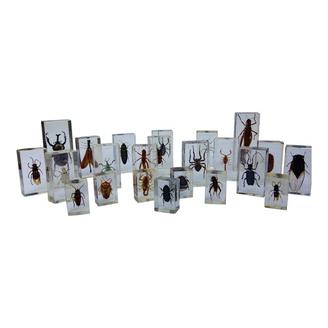 Large Vintage Collection of 39 Lucite Encased Insect Study Specimens For Sale