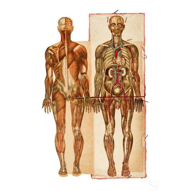 Pair of Rare Life-Sized Pilz Anatomical Flap Manikins, Germany, c. 1890 For Sale - Image 15 of 18