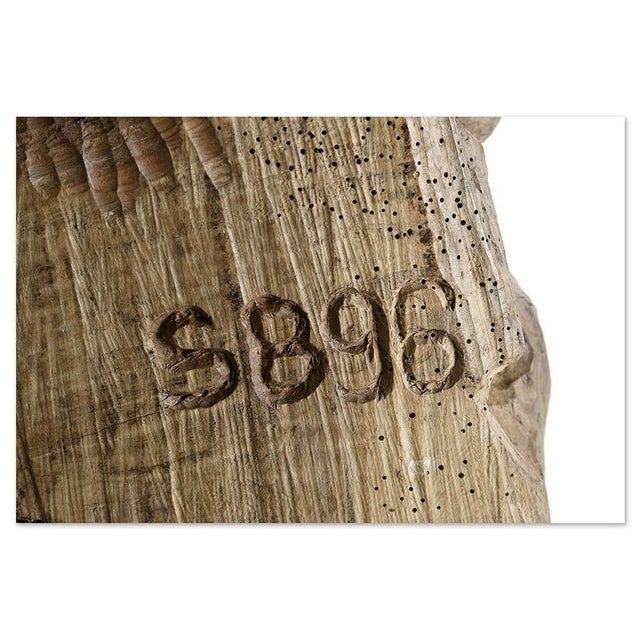 Carved Teak Root Sculpture For Sale - Image 4 of 8