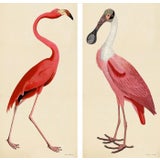 Pink Bird Prints, Unframed - a Pair For Sale