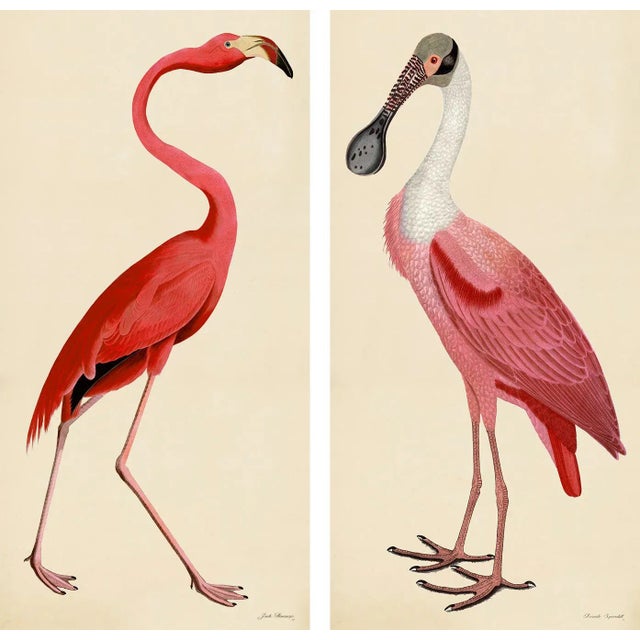 Pink Bird Prints, Unframed - a Pair For Sale