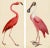 Pink Bird Prints, Unframed - a Pair For Sale