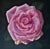 Pink Rose by Robin Hextrum | Oil on panel Pink rose flower against a dark background. For Sale