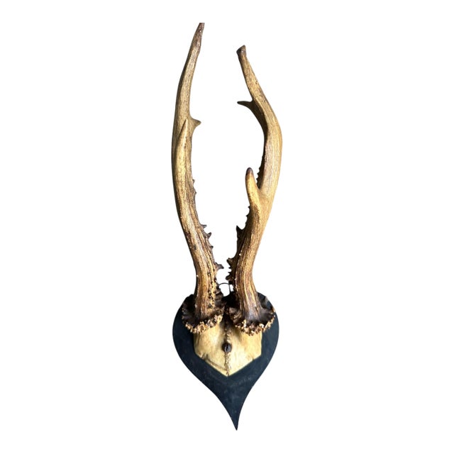 Early 1900s Roe Deer Trophy Rd133 For Sale