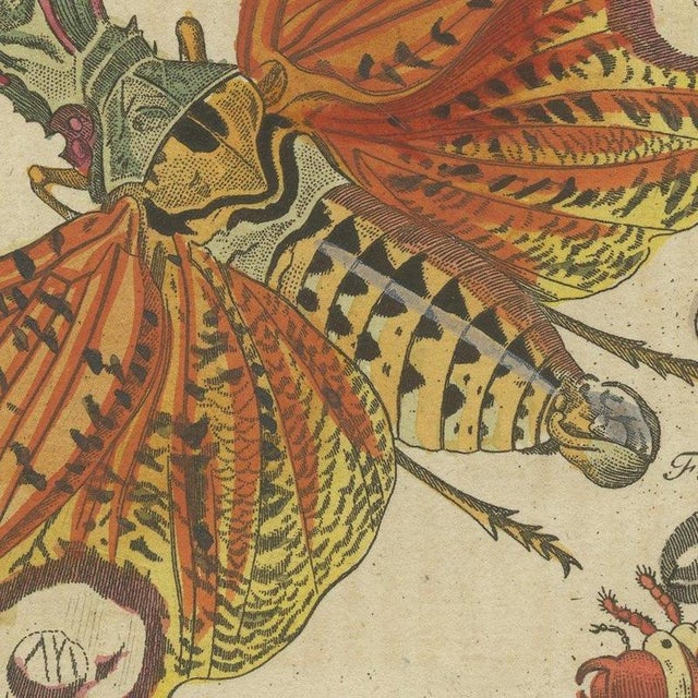 Paper Bertuch, Hercules Beetle and Lantern Fly, 1805, Print For Sale - Image 7 of 12