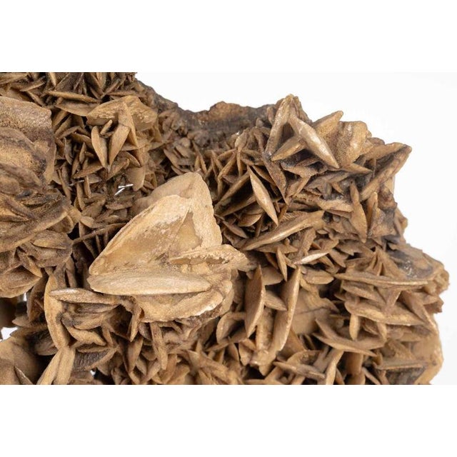 Metal Table Lamp with Sand Rose, 1970 For Sale - Image 7 of 9