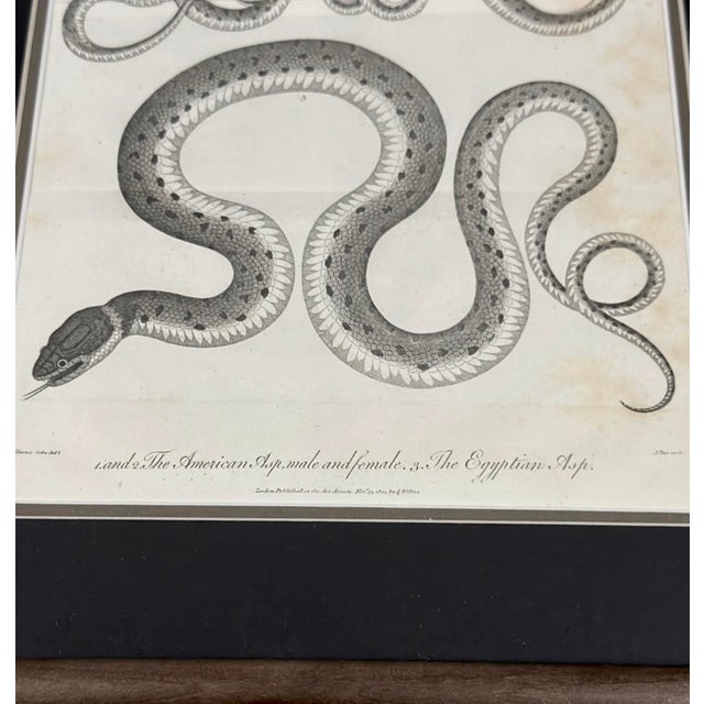 Early 19th Century 1802 Framed Antique Snake Engraving After Seba | Dark Academia Natural History Wall Art For Sale - Image 5 of 7