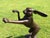 2000 - 2009 Large Cast Bronze Boxing Hares Sculptures For Sale - Image 5 of 9
