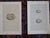 Printmaking Materials Antique 19th Century Hand Colored Egg Lithographs - Set of 9 For Sale - Image 7 of 10