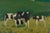 Modern Sigfrid Bengtsson, Calves in the Landscape, 1960s, Oil on Panel For Sale - Image 3 of 10