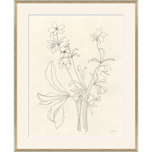 Helebore Study I Framed Art Print by Susan Hable For Sale