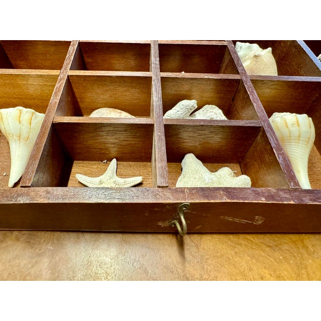 Antique Typewriter Drawer With Shell Collection For Sale - Image 4 of 6