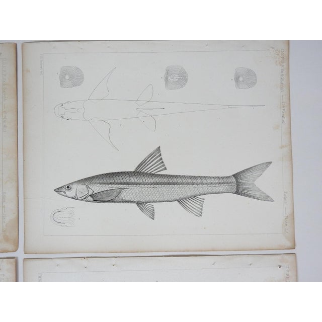 Mid 19th Century Us Pacifc Railroad Fish Lithograph Book Plates - Set of 4 For Sale - Image 4 of 7