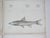 Mid 19th Century Us Pacifc Railroad Fish Lithograph Book Plates - Set of 4 For Sale - Image 4 of 7