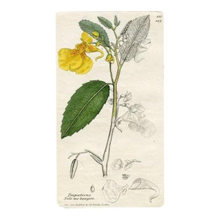 1840s, Impatiens Botanical Print by James Sowerby, Original Antique Botanical Print, Engraving, Hand Colored, England For Sale