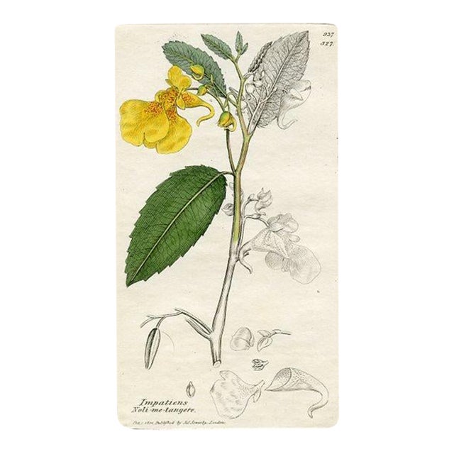 1840s, Impatiens Botanical Print by James Sowerby, Original Antique Botanical Print, Engraving, Hand Colored, England For Sale