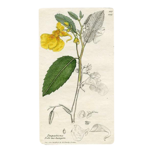 1840s, Impatiens Botanical Print by James Sowerby, Original Antique Botanical Print, Engraving, Hand Colored, England