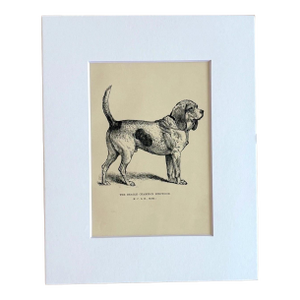 Antique Dog Print in 8 x 10 Mat, ca. 1890: "The Beagle Champion Ringwood"