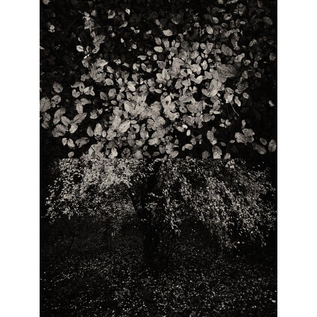 Jaume Llorens Bach, Gaia Diptych #19, Monochrome Photographic Print For Sale